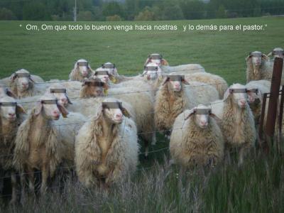 20090126153455-ovejas22.jpg